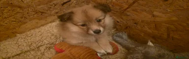 German Spitz Puppy 3 (Heidi Not Available)