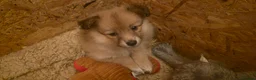 German Spitz dogs for sale: Lovingly Raised German Spitz Puppies - Advert 3
