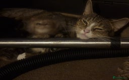 Mixed Breed cats for sale: 3 little babies looking for a forever home  - Image 3