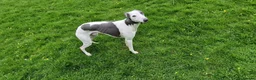 Whippet dogs for stud: Buster  in Workington - Advert 3
