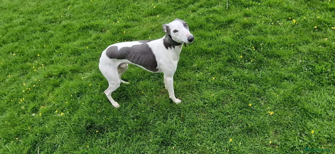Whippet dogs for stud: Buster  in Workington - Advert 3