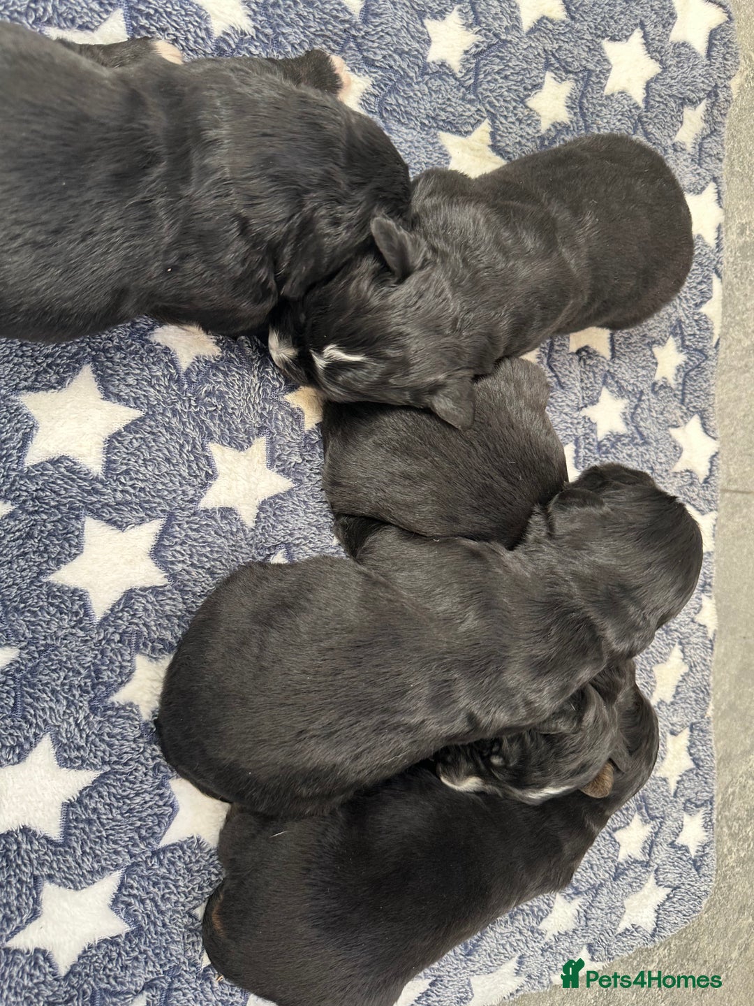 Bernese Mountain Dog dogs for sale: Wonderful litter of Golden Mountain Dogs - Advert 2