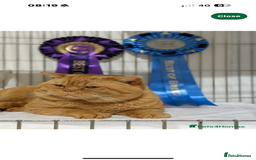 British Shorthair cats for sale: GCCF British Shorthair Chocolate&Lilac kittens - Image 11