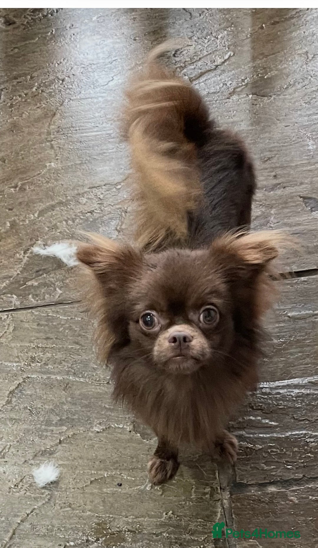 Chihuahua dogs for sale: 4 year old male chihuahua, long coat chocolate - Advert 2