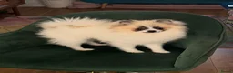 Pomeranian dogs for sale: Adorable Female Pomeranian puppy 7 months old - Advert 4