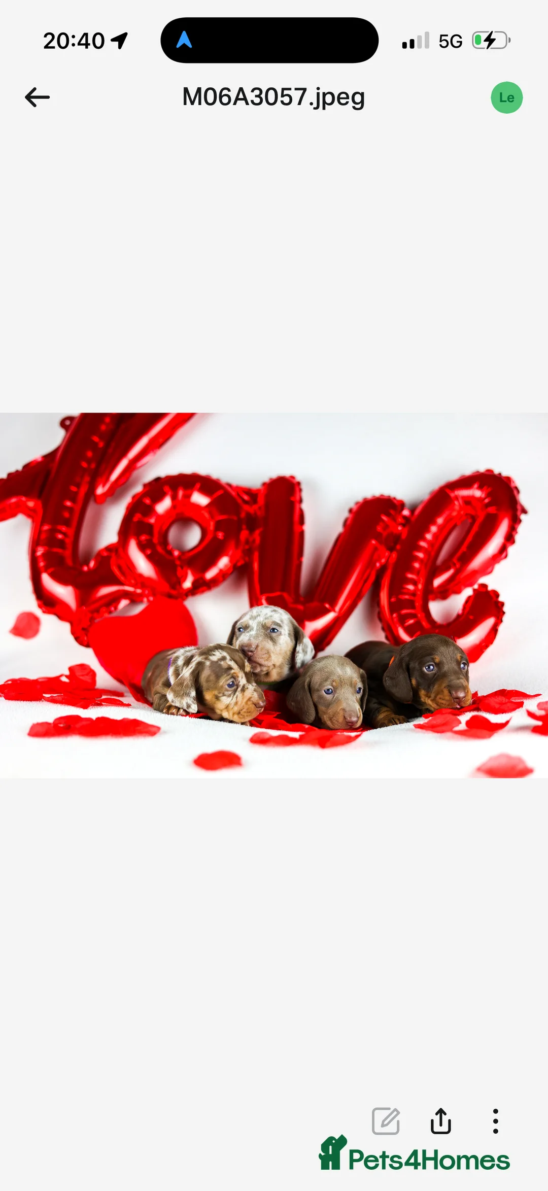 Miniature Dachshund dogs for sale: Miniature dachshund puppies  - Advert 6