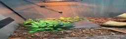 Skink reptiles for sale: Northern blue tongue skink - Advert 8