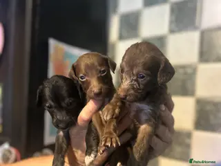 Mixed Breed dogs 11 gorgeous bedlington whippet pups - Advert 1