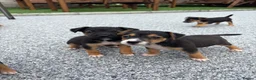 Mixed Breed dogs for sale: Border lakeland Russell pups for sale in Merthyr Tydfil - Advert 7