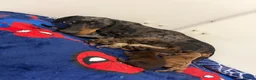 Miniature Dachshund dogs for sale: KC miniature dachshund puppies  - Advert 12