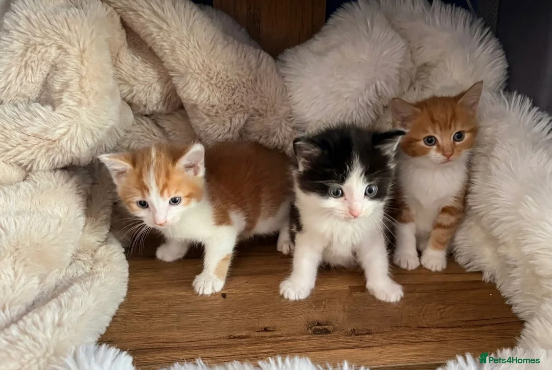 Mixed Breed cats for sale: 3 beautiful kittens for sale £300 - Advert 1