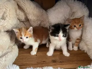Mixed Breed cats 3 beautiful kittens for sale £300 - Advert 1