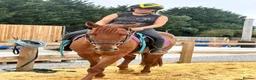 Appaloosa horses for sale: Appaloosa X gelding 15.3hh rising 4  in Hull - Advert 4