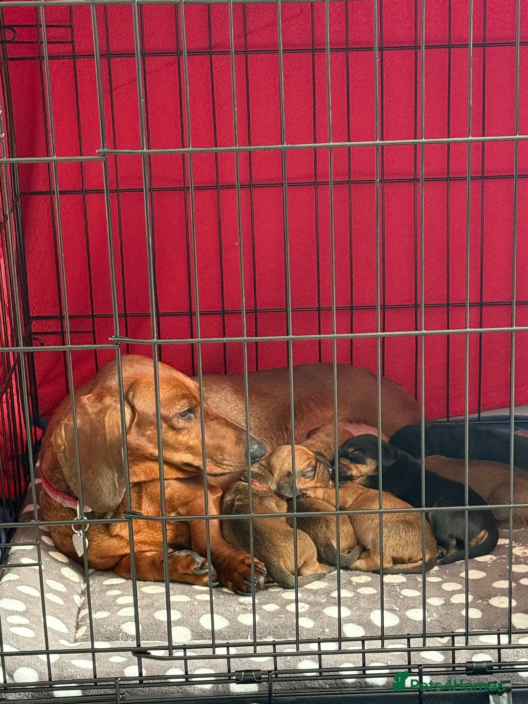 Mixed Breed dogs for sale: Beautiful Doxies - Image 17