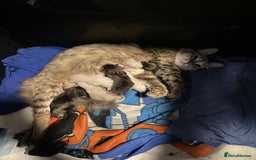 Mixed Breed cats for sale: Last little girl wanting forever home - Advert 15