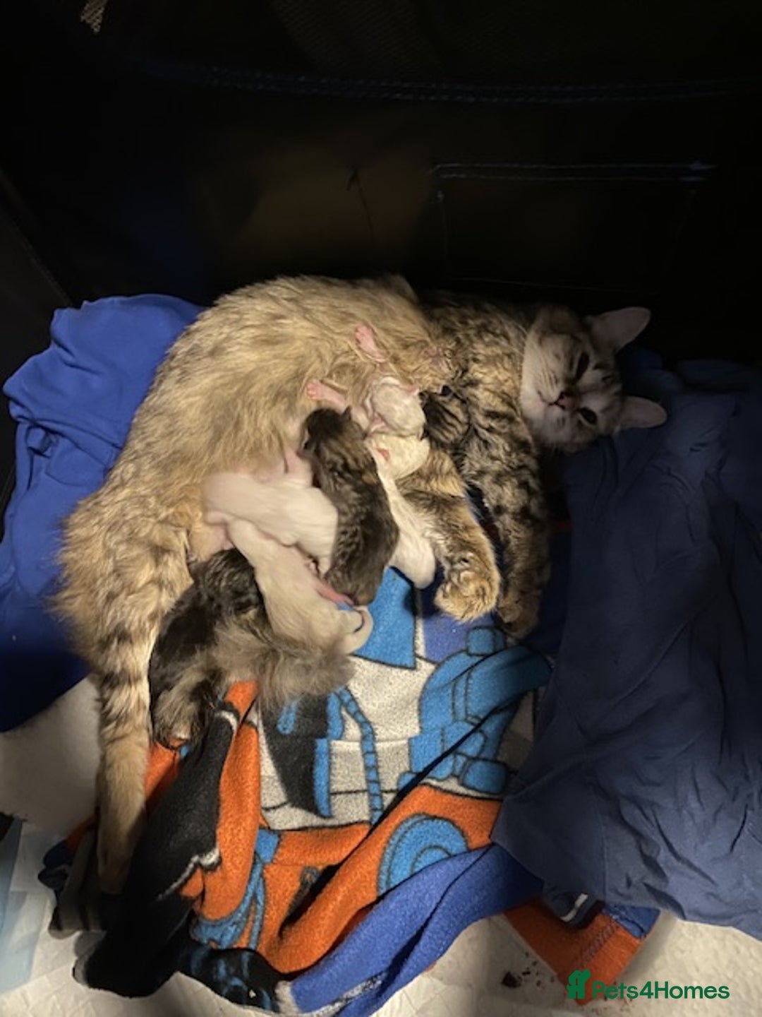 Mixed Breed cats for sale: Last little girl wanting forever home - Advert 15