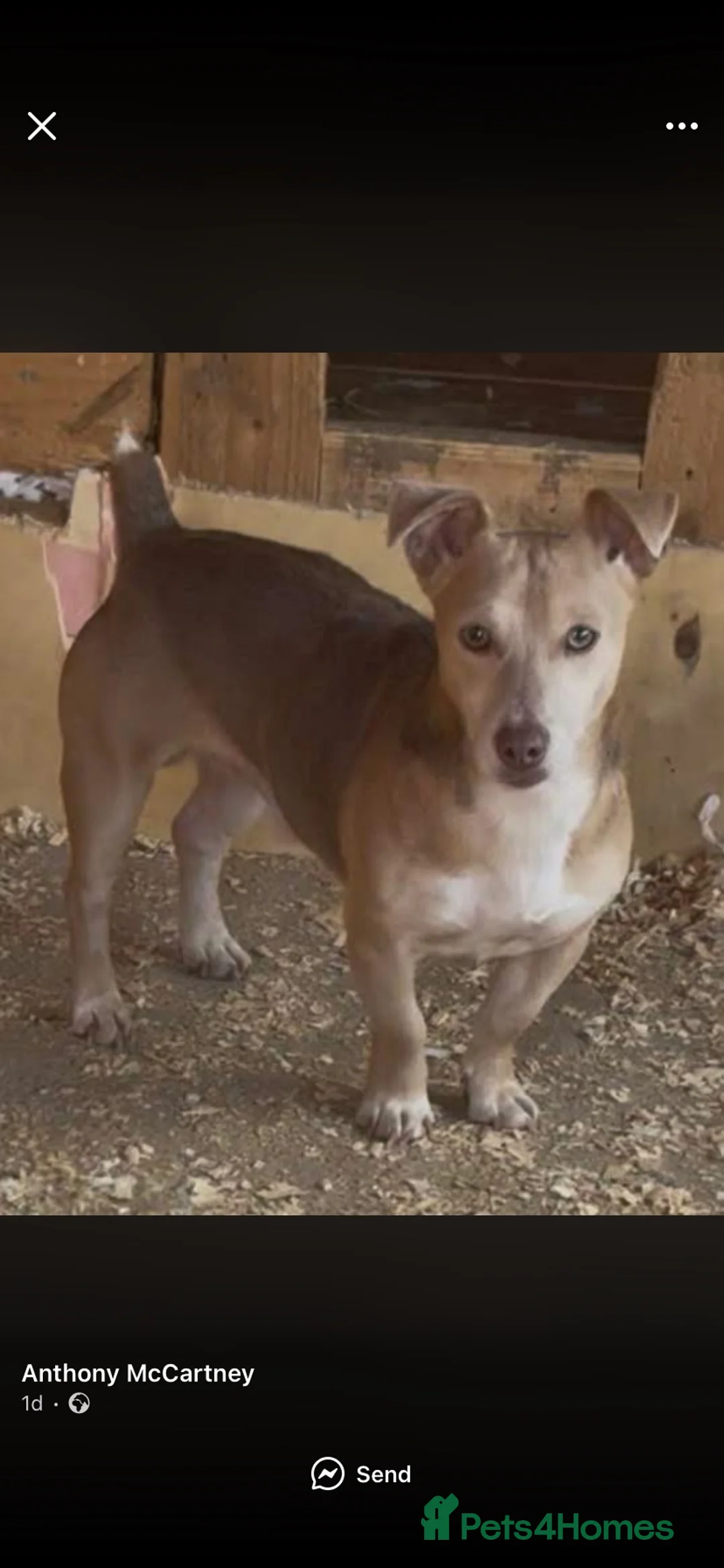 Jack Russell dogs for stud: Stunning jack Russel stud  in Durham - Advert 2