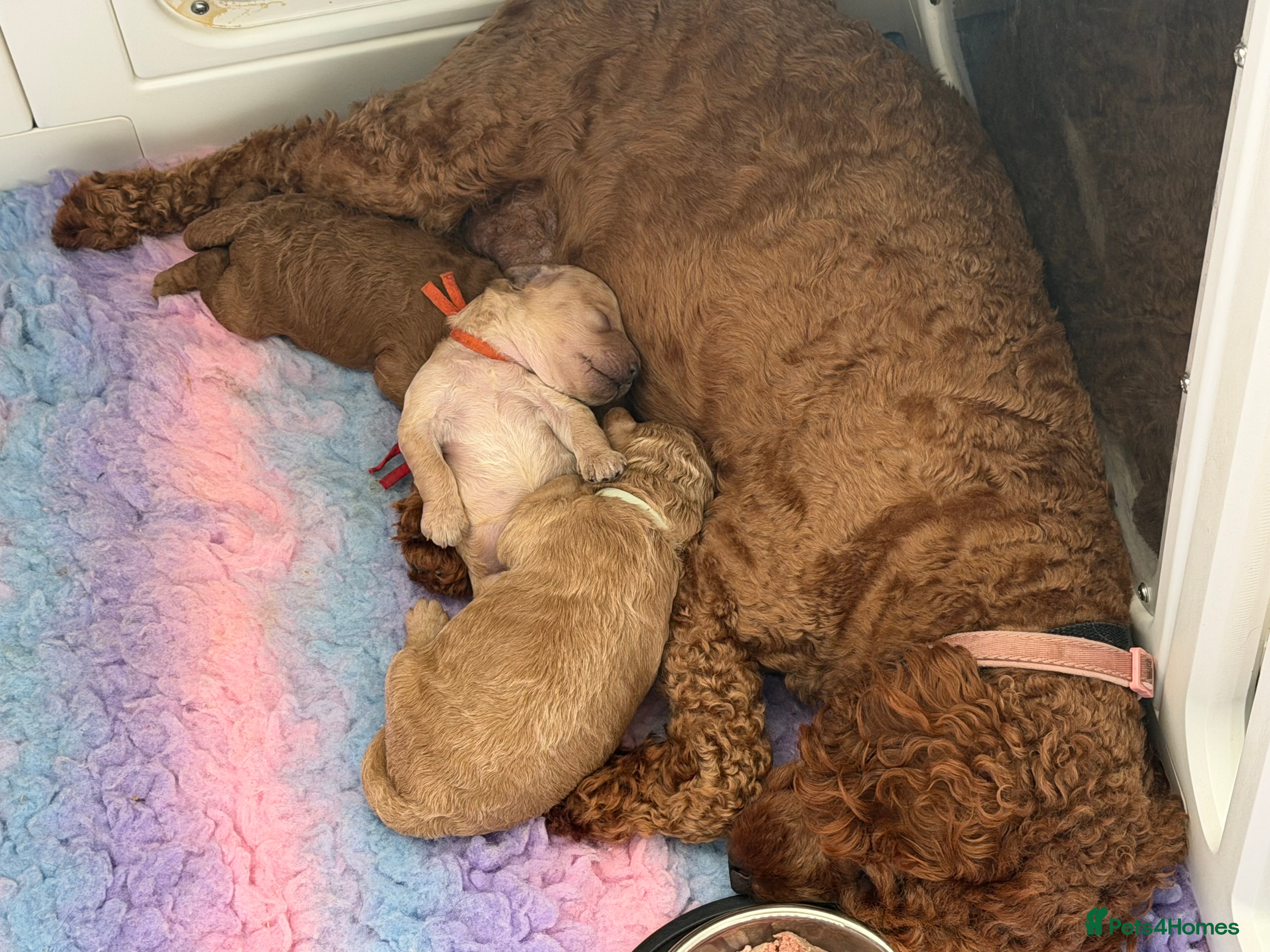 Cockapoo dogs F1b Cockapoo puppies. Parents health tested  - Advert 2