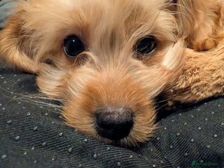 Cockapoo dogs - Advert 2