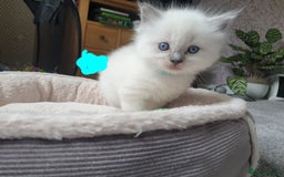 Ragdoll cats for sale: 5 fully seal point ragdoll kittens  - Image 8