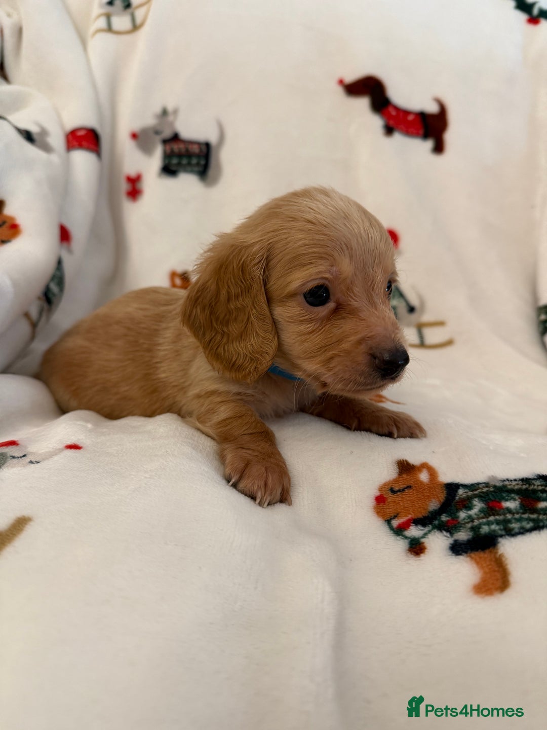 Miniature Dachshund dogs for sale: Beautiful Cream Longcoats Miniature Dachshund  - Advert 10
