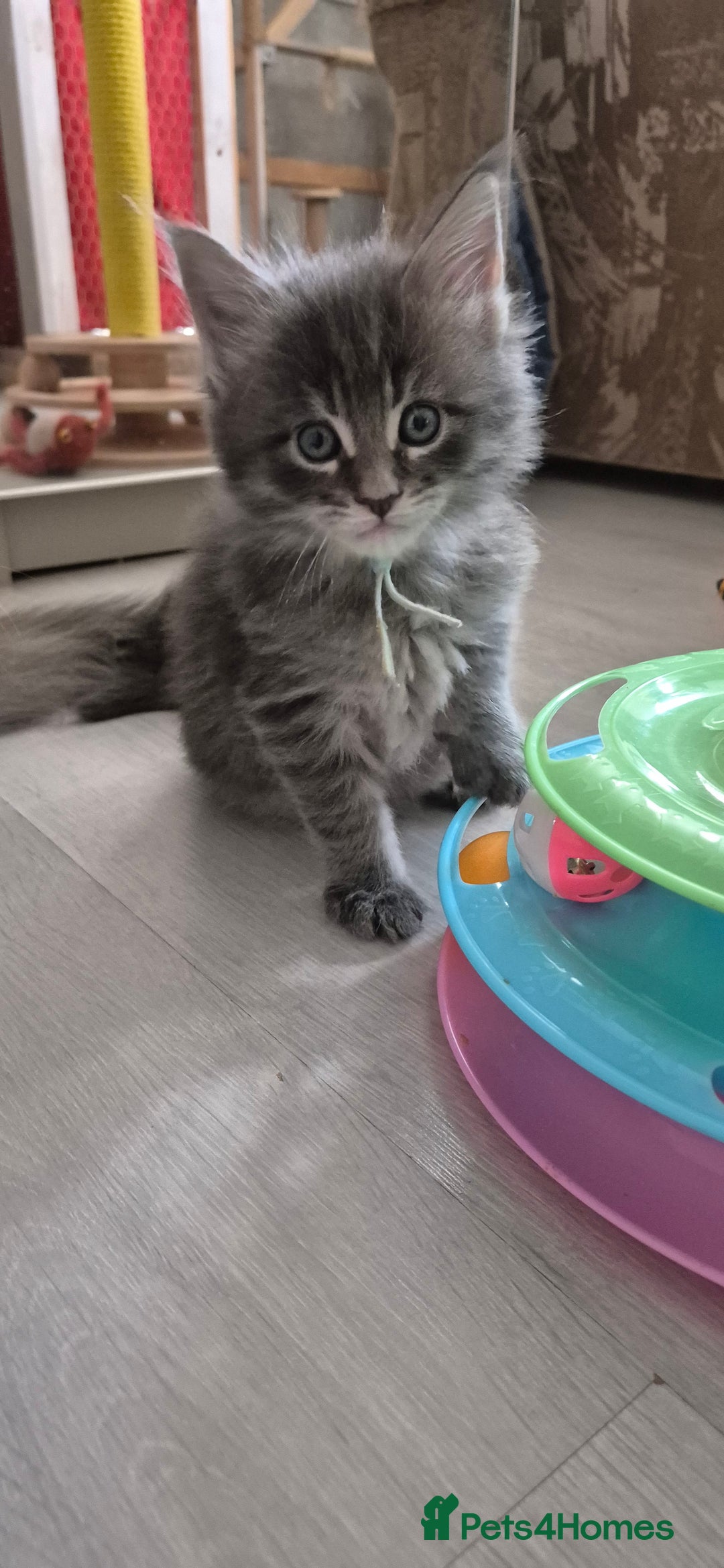 Maine Coon cats for sale: Maine Coon kittens Glasgow  - Image 25