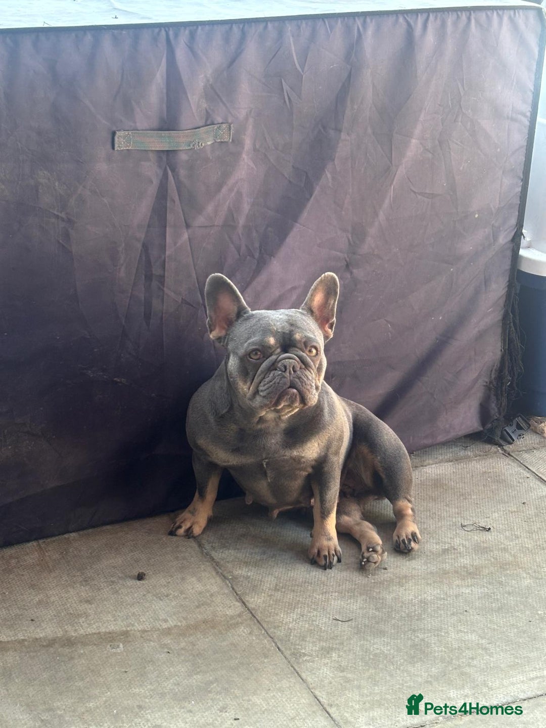 Mixed Breed dogs for sale: French bulldog x jack russell - Advert 19