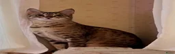 Savannah cats for sale: Stunning Savannah Queen–Looking For Forever Home ❤ - Advert 12