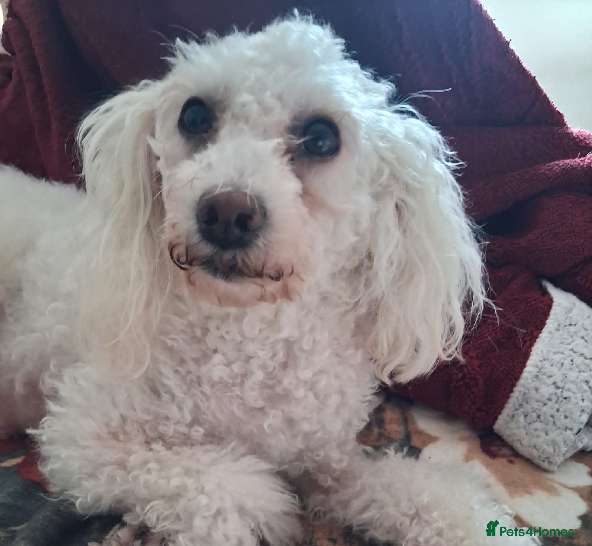 Maltese dogs Maltesse for sale - Advert 1