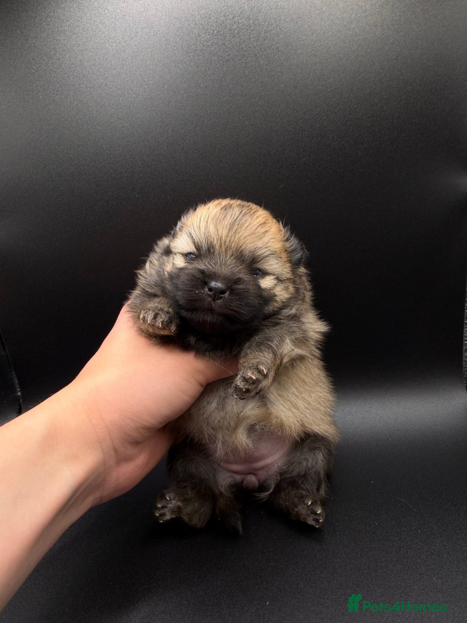 Pomeranian dogs Mini Pomeranian Puppies KCRegistered Milton Keynes - Advert 5