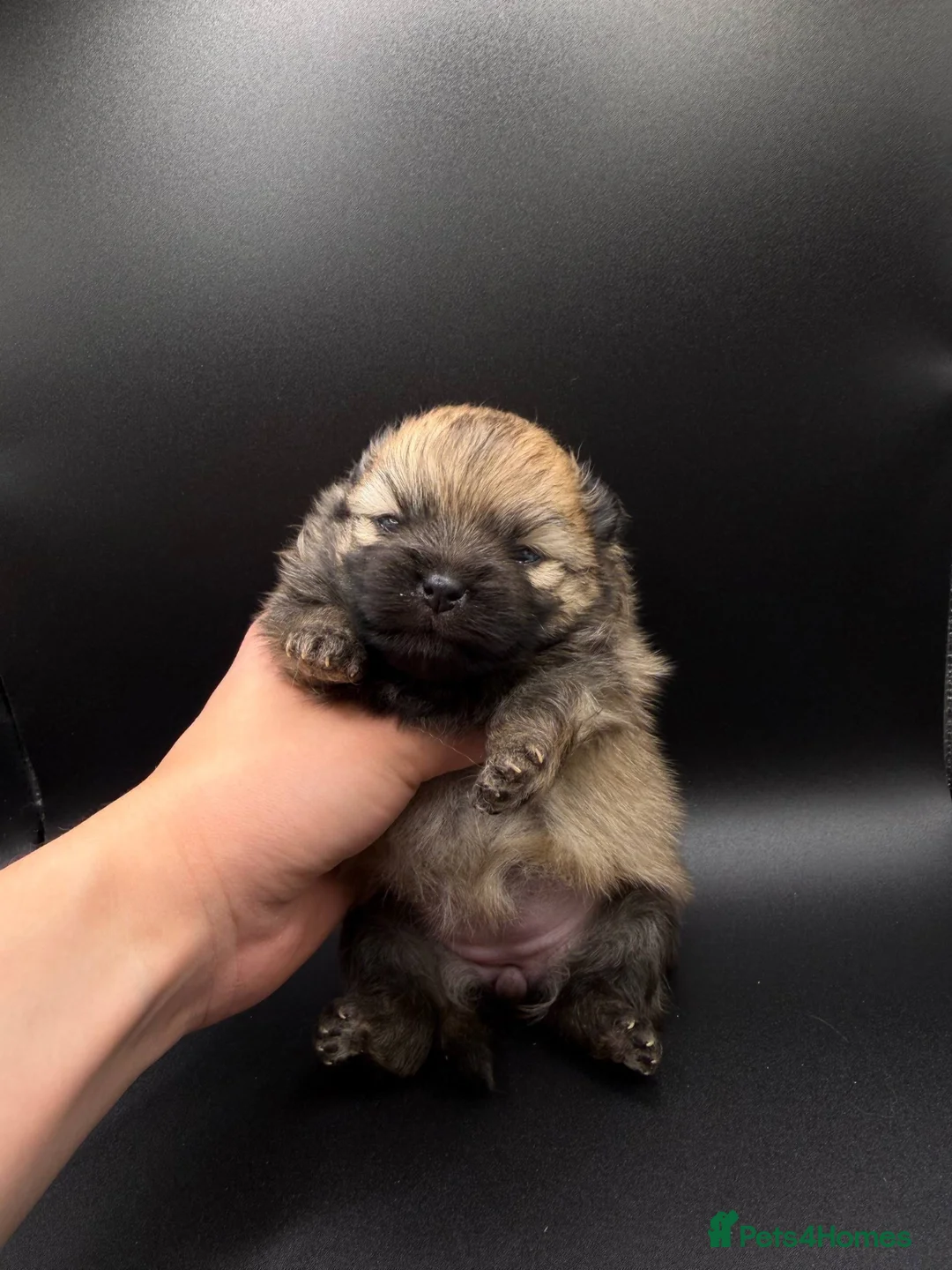 Pomeranian dogs for sale: Mini Pomeranian Puppies KCRegistered Milton Keynes - Advert 2