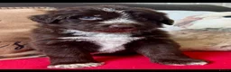 Mixed Breed dogs for sale: Shepadoodles extensively health tested parentage  - Advert 21