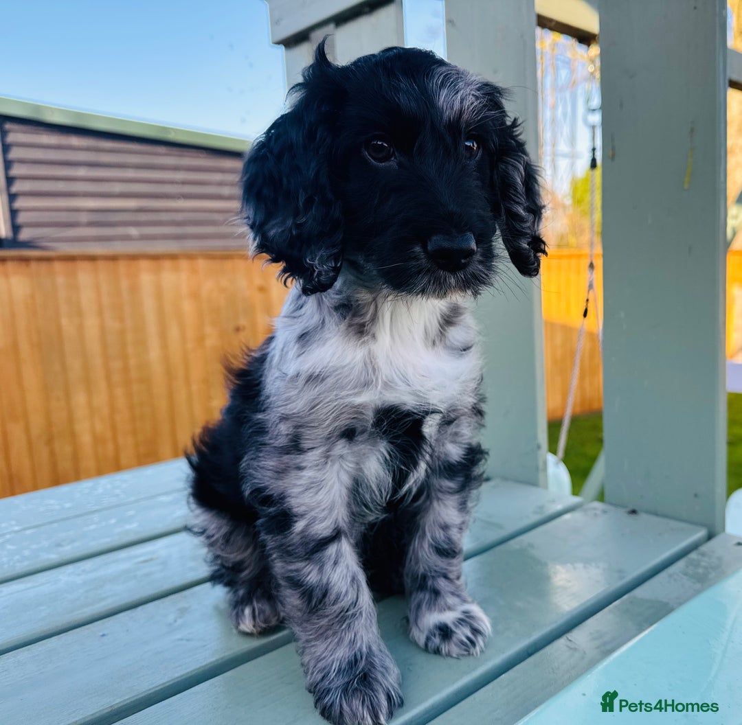 Cockapoo dogs for sale: Cockapoo Babies 🐾🐾🐾 - Advert 7