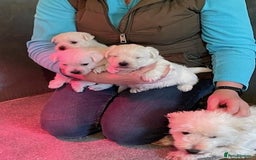 West Highland Terrier dogs for sale: WEST HIGHLAND TERRIER PUPPIES - Image 3