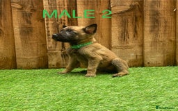 Belgian Shepherd Dog dogs for sale: Beautiful Belgium Malinois pups for sale  - Image 29
