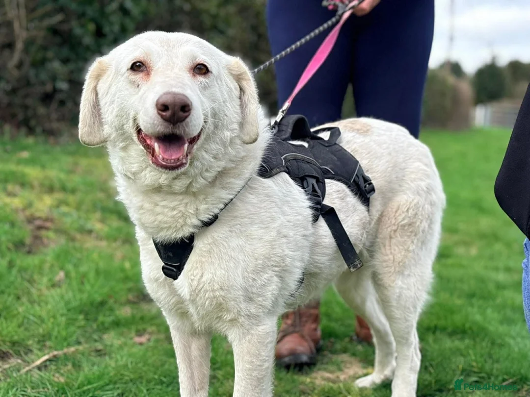 Mixed Breed dogs for adoption: Meet Nelly, currently residing in Essex - Advert 1