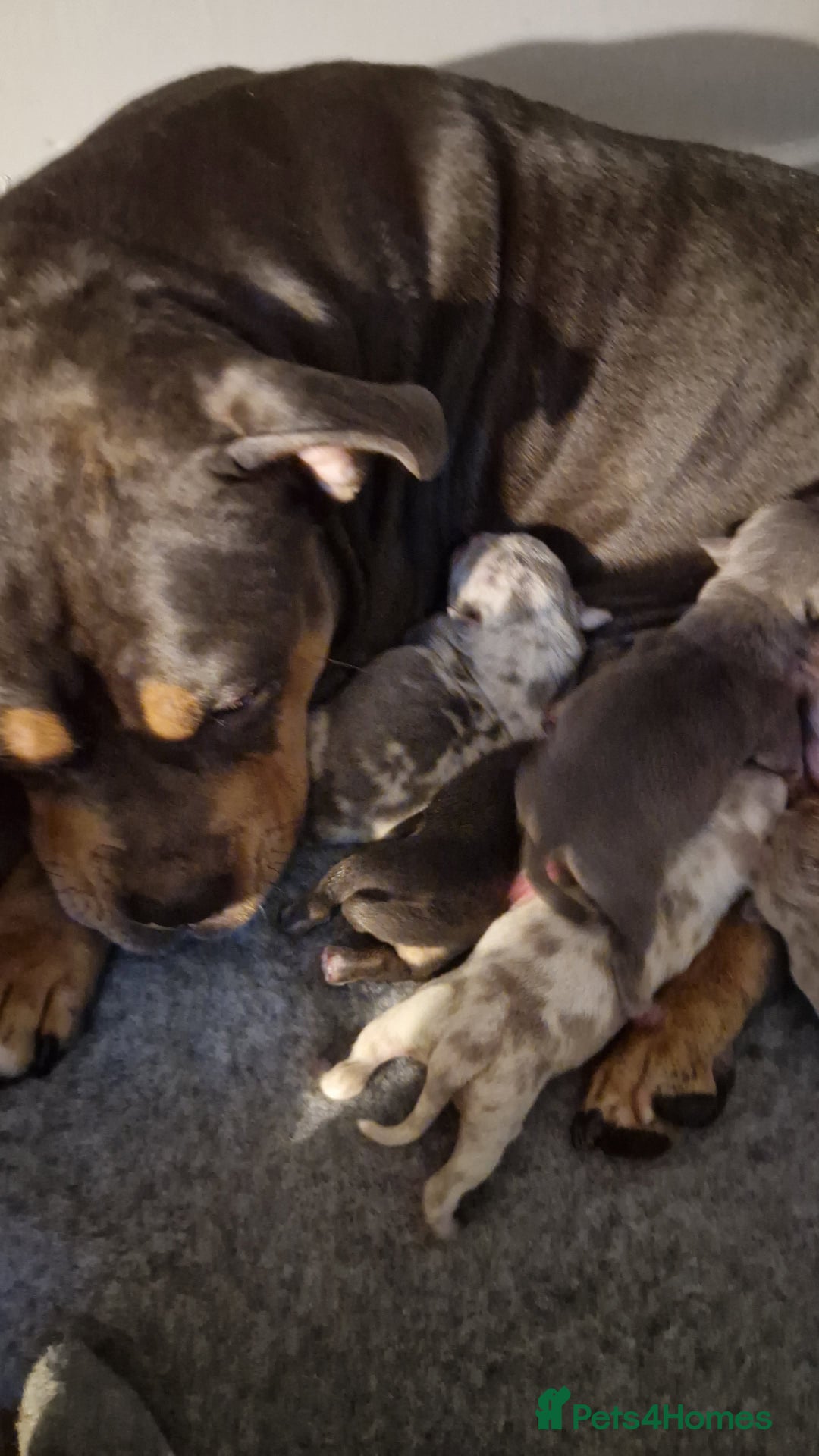 American Bulldog dogs for sale: Pocket bullie pups  - Image 12