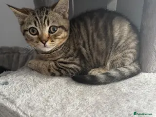 British Shorthair cats British Blue Shorhair Kittens - Advert 14