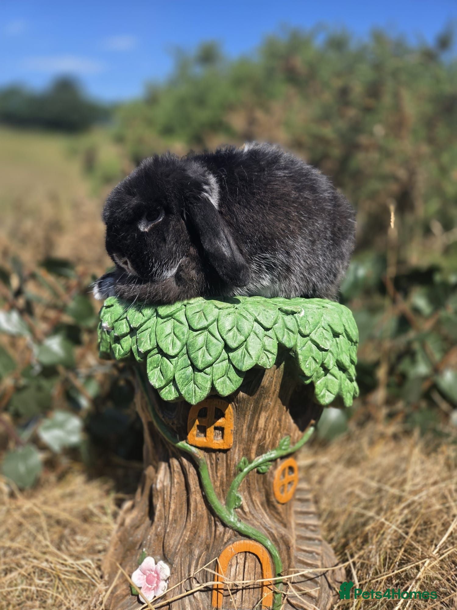 Mini Lop rabbits 2yr old mini lop girl  - Advert 1