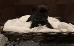 French Bulldog dogs for sale: 7 beautiful French bulldog puppies for sale - Image 6