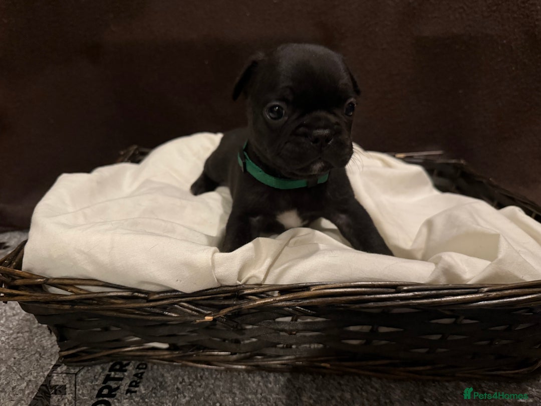 French Bulldog dogs for sale: 7 beautiful French bulldog puppies for sale - Image 6