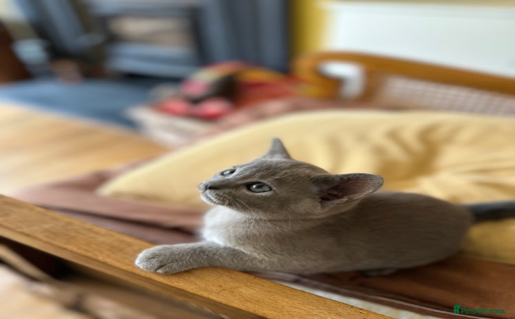 Burmese cats - Advert 1