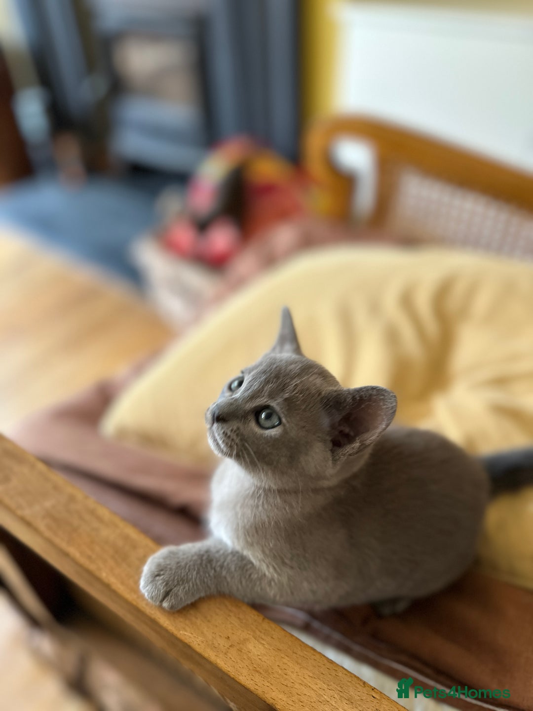 Burmese cats for sale: Happy Healthy GCCF Burmese Kittens in London - Image 1