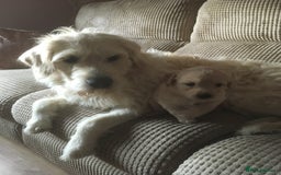 Labradoodle dogs for sale: Labradoodle puppies for sale £600-£750 - Image 13