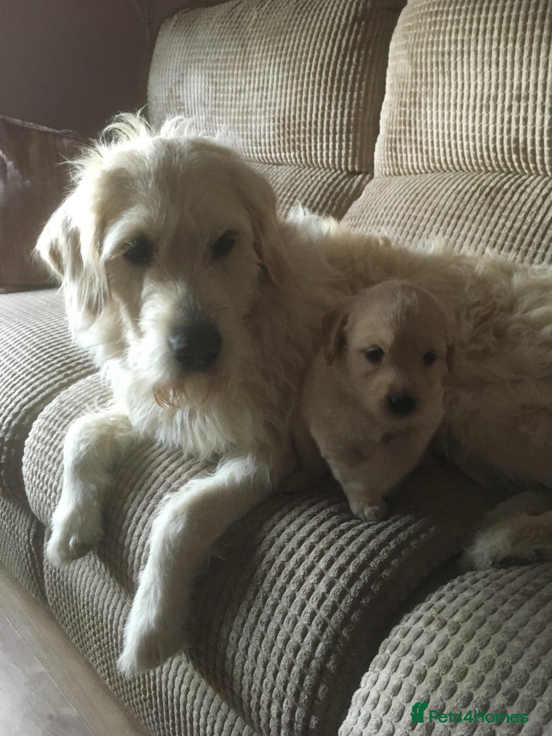 Labradoodle dogs for sale: Labradoodle puppies for sale £600-£750 - Image 13