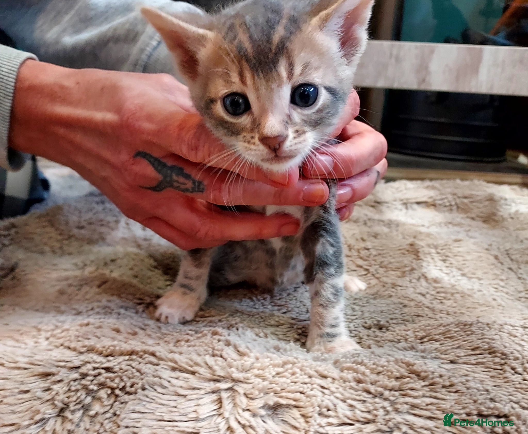 Mixed Breed cats Gingal kittens x 6 (GINger Tom x benGAL - Advert 5