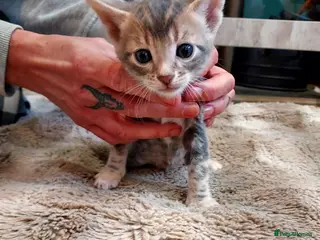 Mixed Breed cats Gingal kittens x 6 (GINger Tom x benGAL - Advert 5