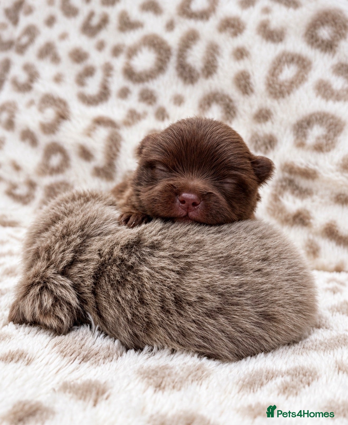 Pomeranian dogs Petite Teddy Bear Faced Pups Lilac & Chocolate - Advert 1