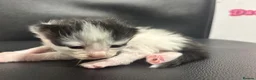 Mixed Breed cats for sale: Black & White Kittens - Advert 3