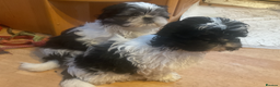 Shih Tzu dogs for sale: Shih Tzu puppies , ready to leave now - Advert 4